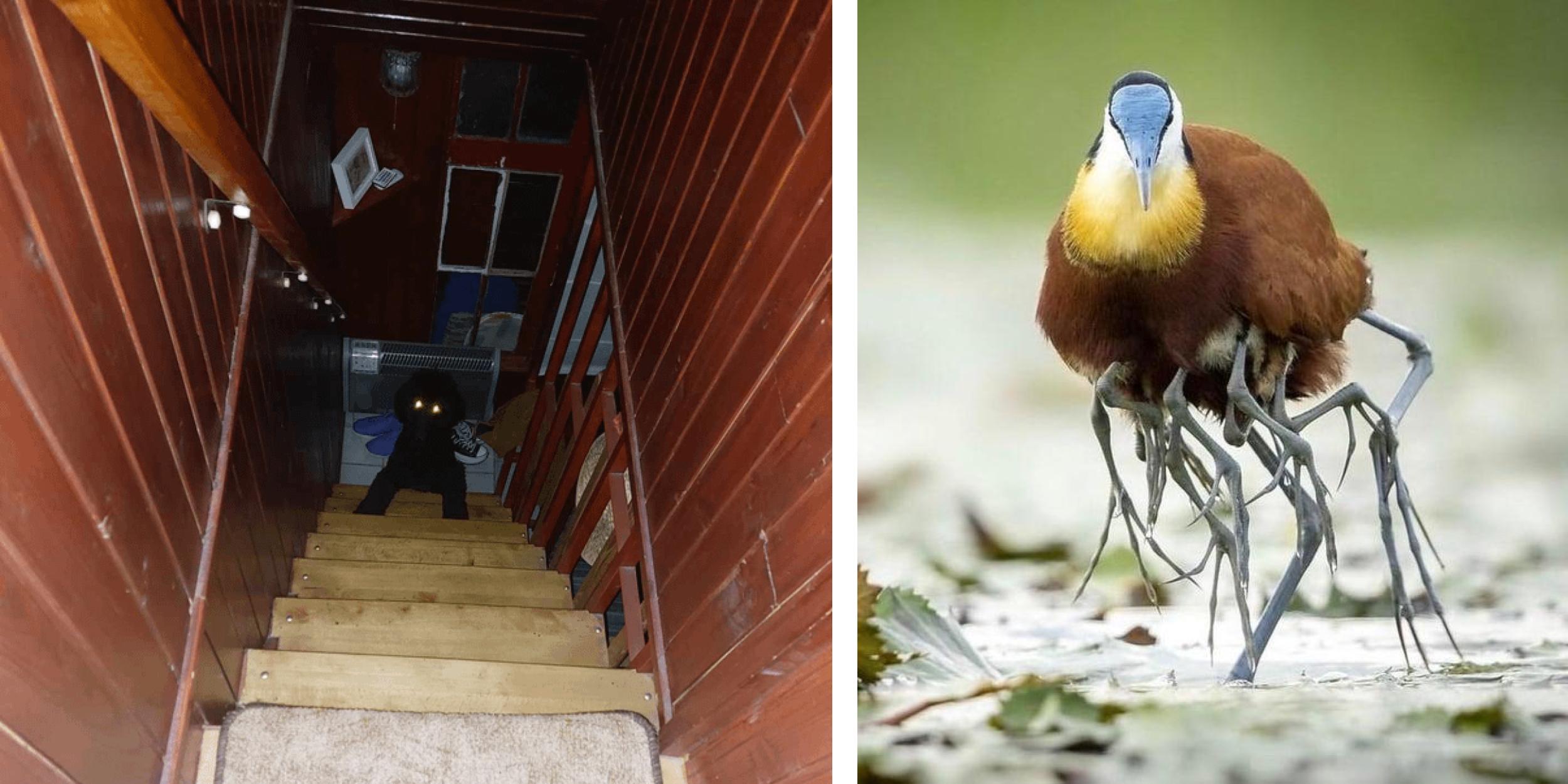 15 Confusing Yet Adorable Animals Know Your Meme 15 Confusing Yet Adorable Animals Know Your Meme