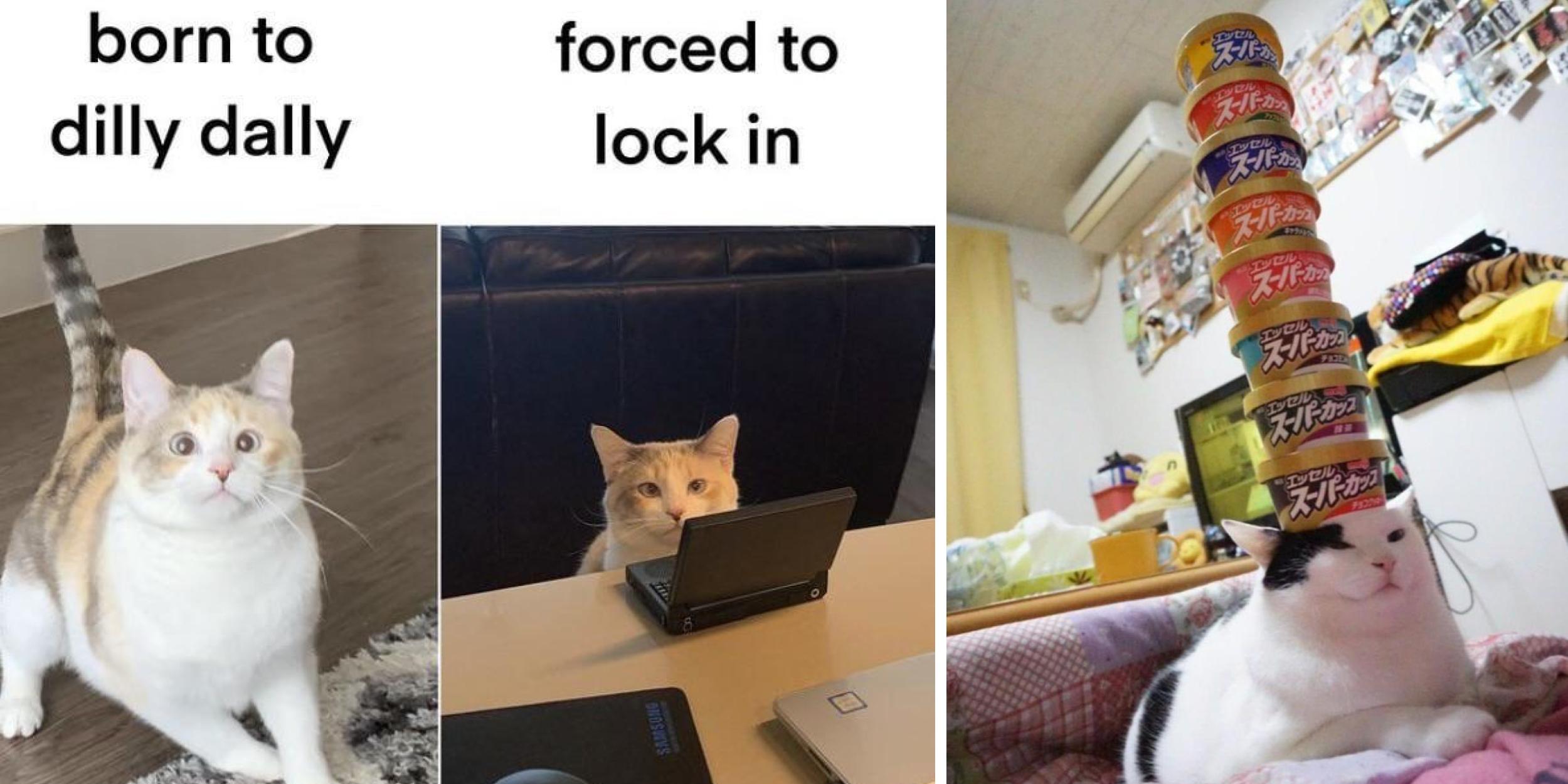 25 Wholesome Cats Channeling Their Inner Humans | Know Your Meme