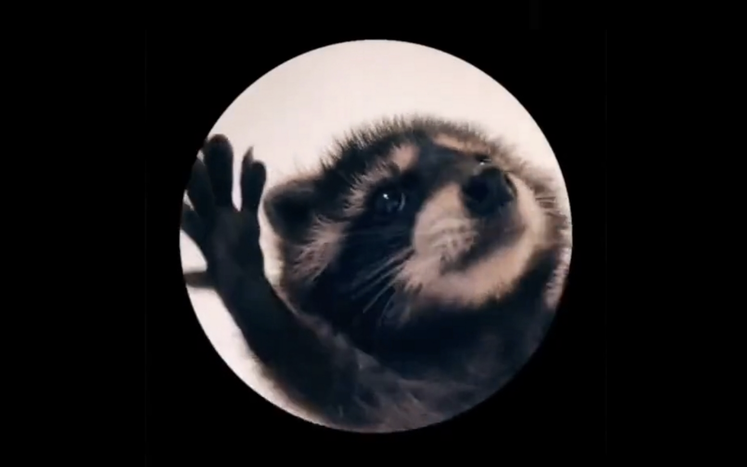 Where Did The Video Of The Raccoon Dancing To 'Pedro' In A Circle Come ...