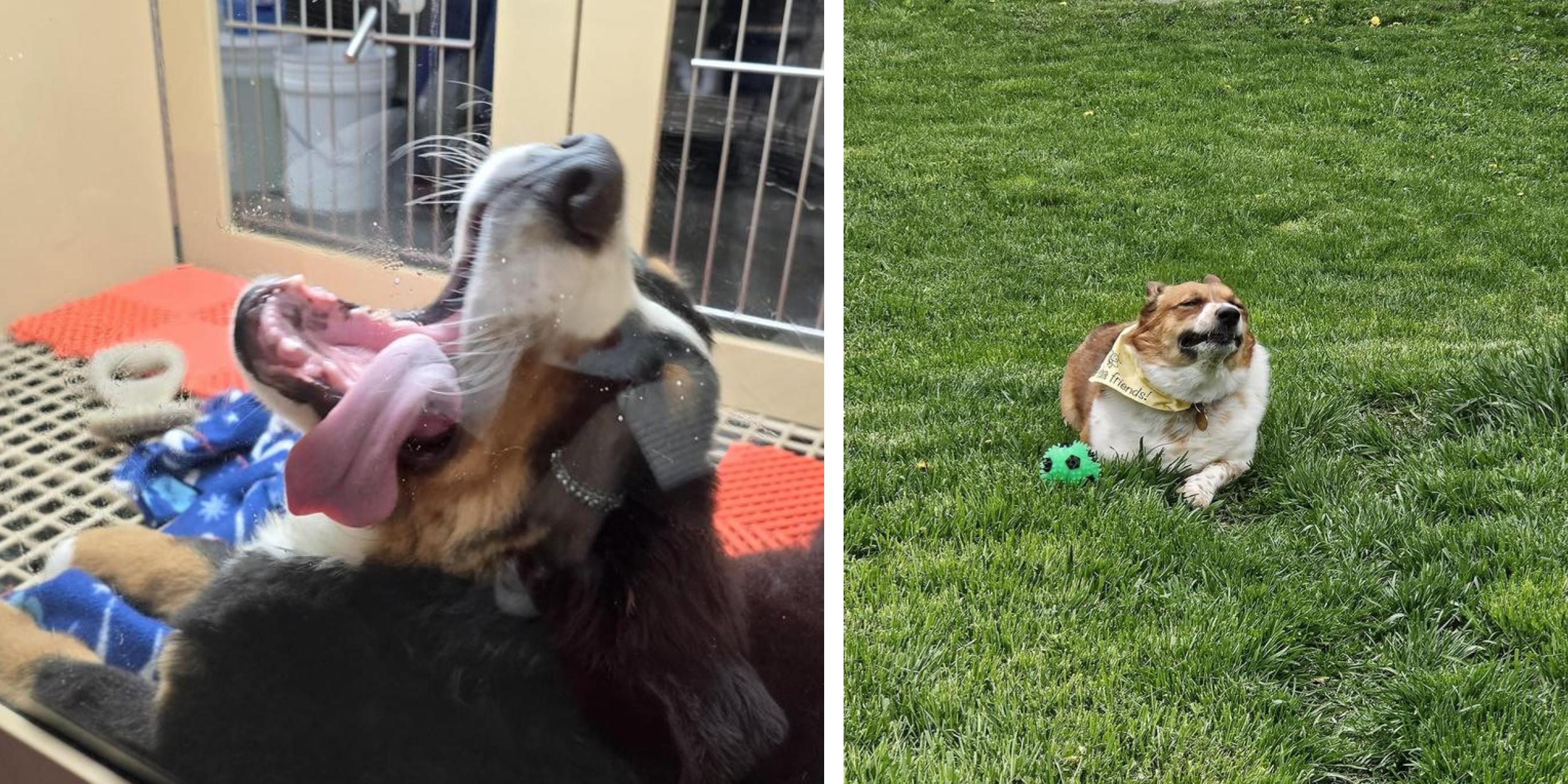 25 Animals Being Absolute Derps Know Your Meme