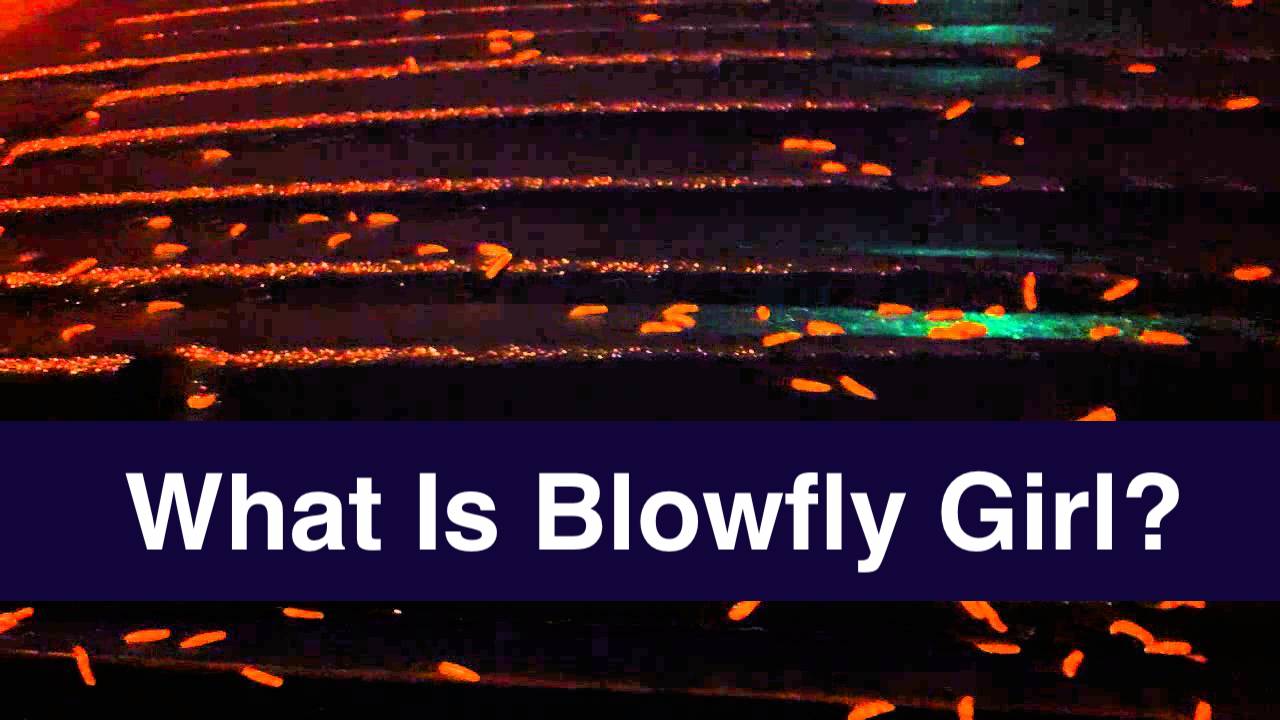 Blowfly Girl cover
