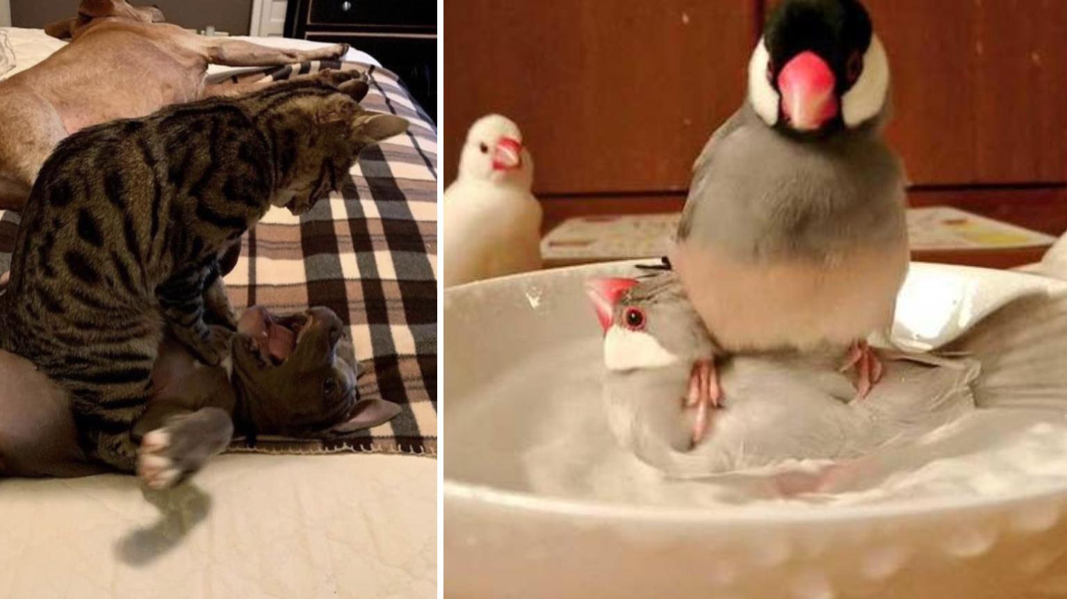 15 Animals Being Adorable Little Jerks | Know Your Meme