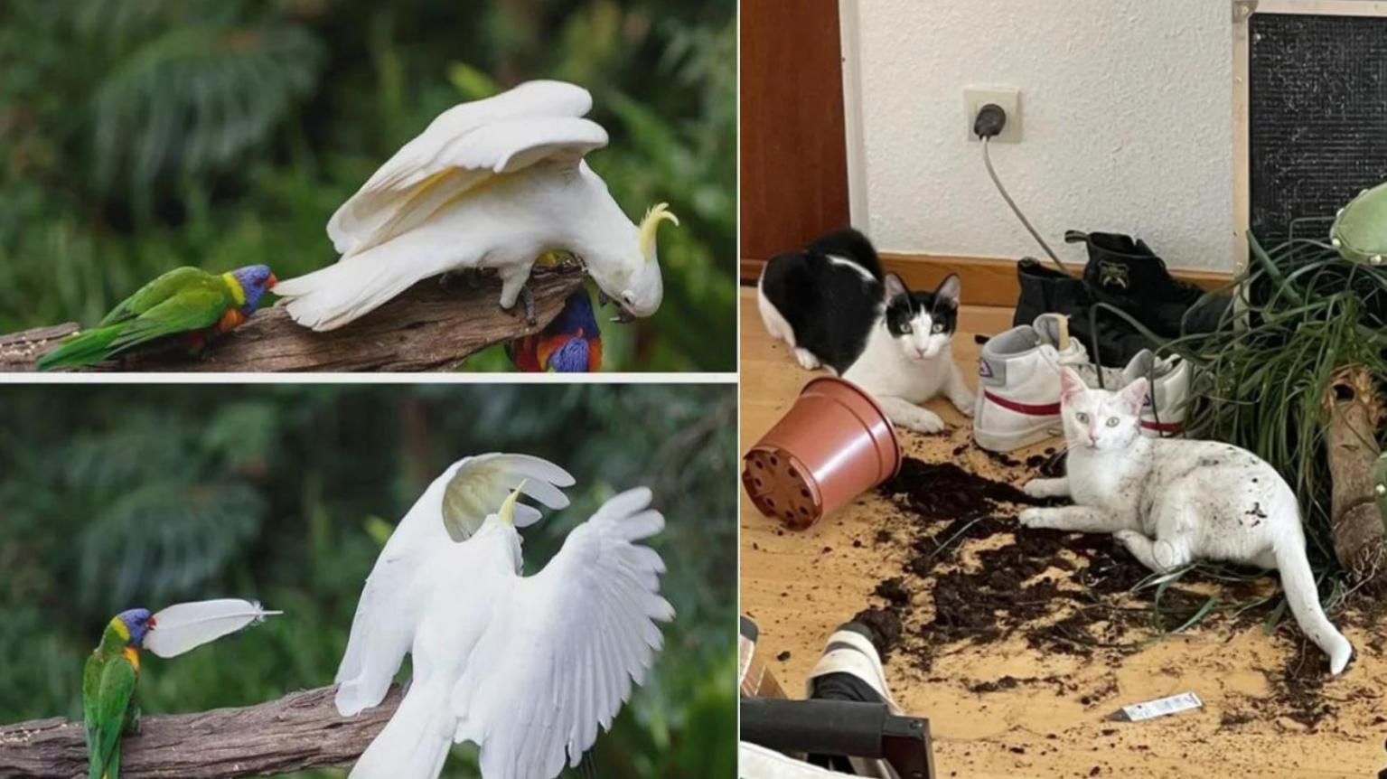 25 Images Proving Animals Can Be Real Jerks | Know Your Meme