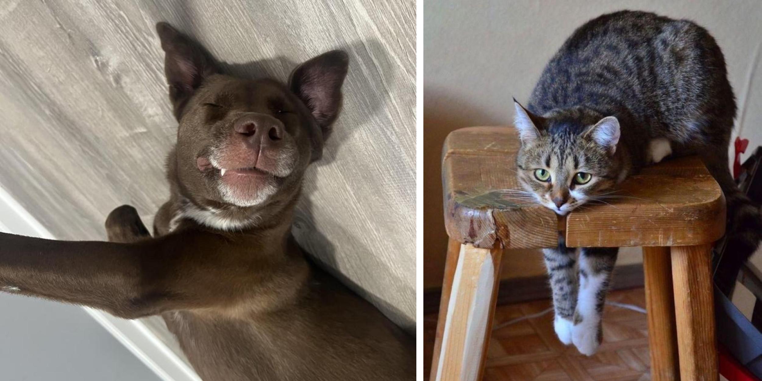 25 Adorable Animal Fails | Know Your Meme