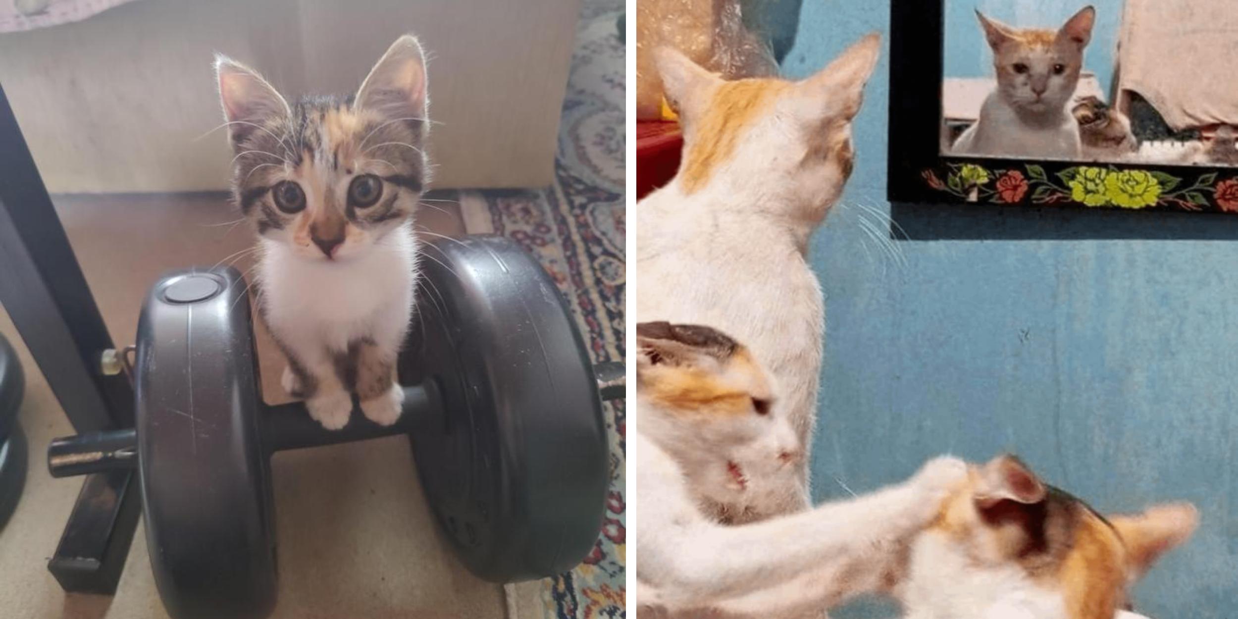 25 Adorable Cats That We Relate To | Know Your Meme