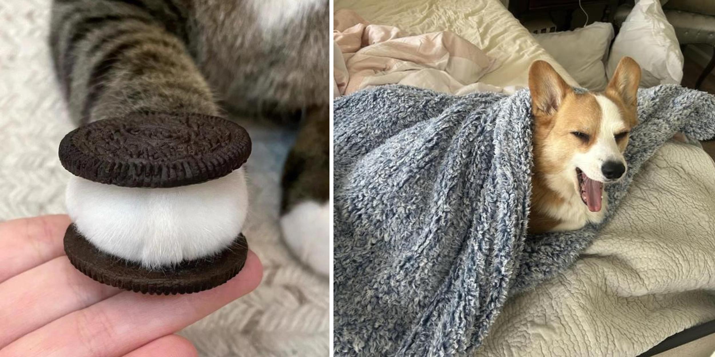 25 WayTooCute Animals Making Everyone Smile Know Your Meme