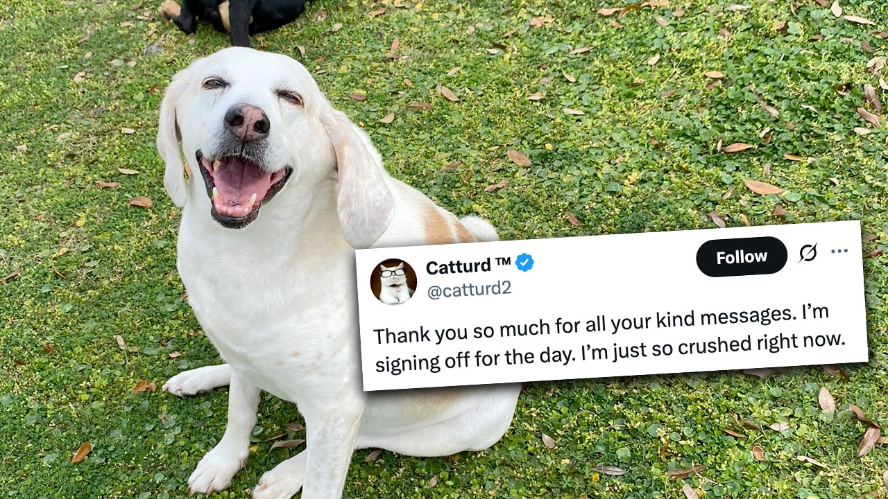 Catturd Running Over His Dog explained.