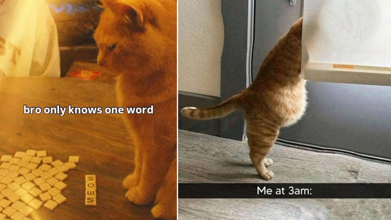 Two cats.