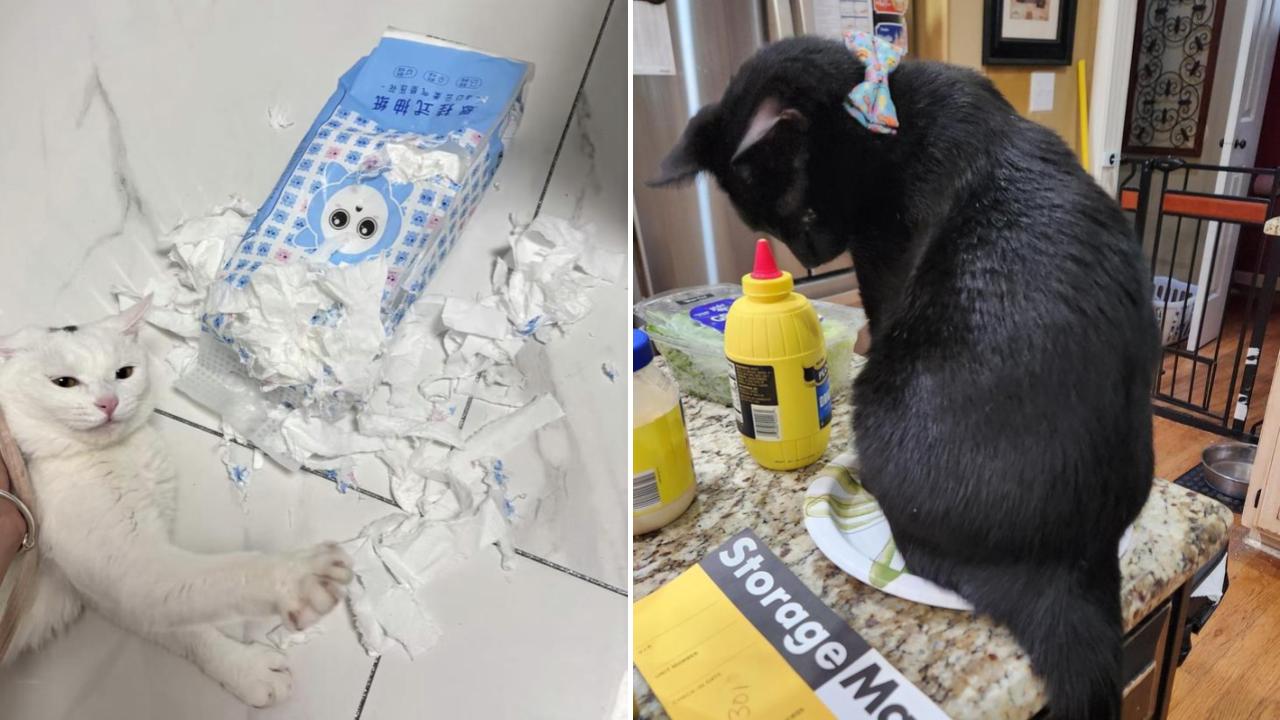 25 Cats Being The Jerks They Are | Know Your Meme