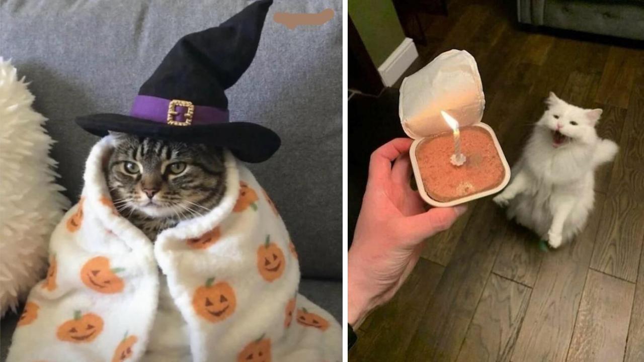 Relatable Cat Photos That Speak To The Soul | Know Your Meme
