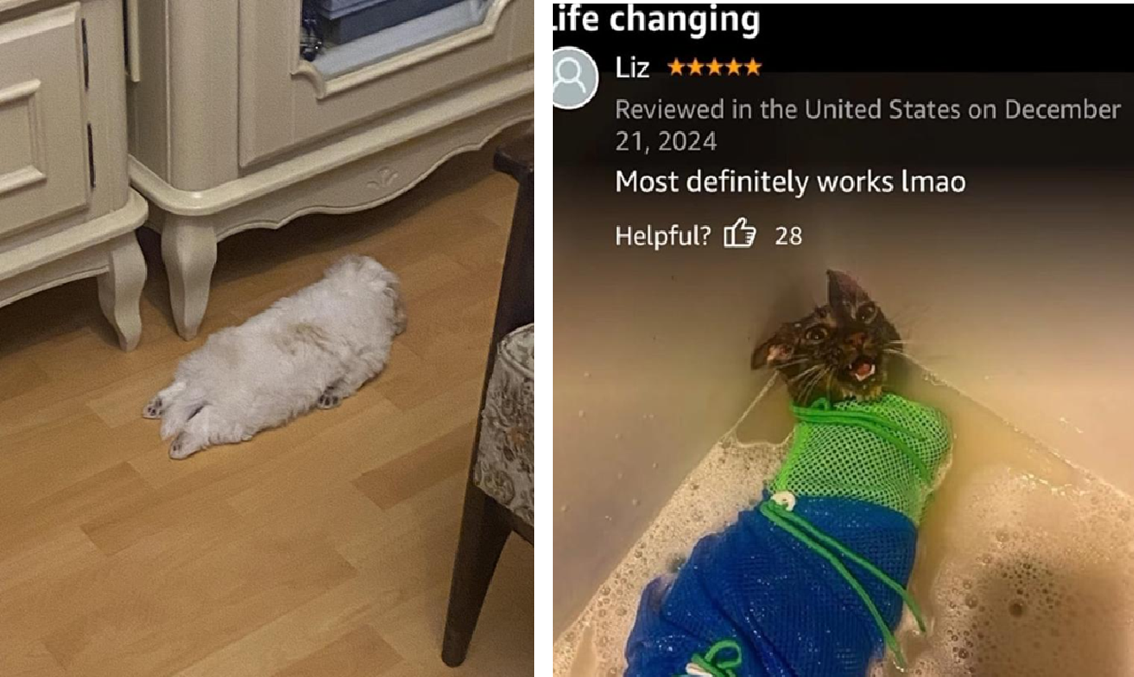 25 Cute Animals That Derped Way Too Hard Know Your Meme