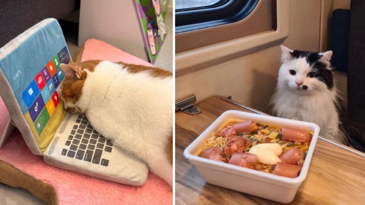 These Adorably Relatable Cat Photos Just Make Sense | Know Your Meme