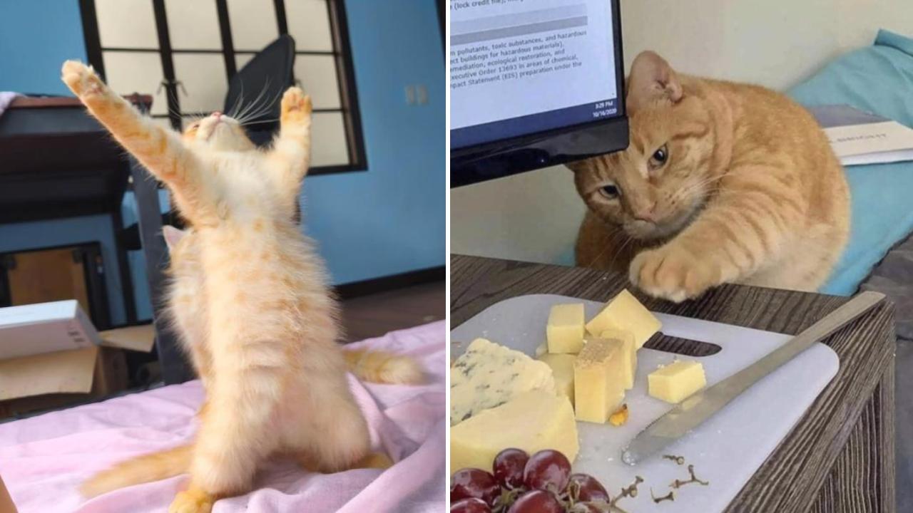 25 Relatable Cat Photos The Cat People Will Understand | Know Your Meme