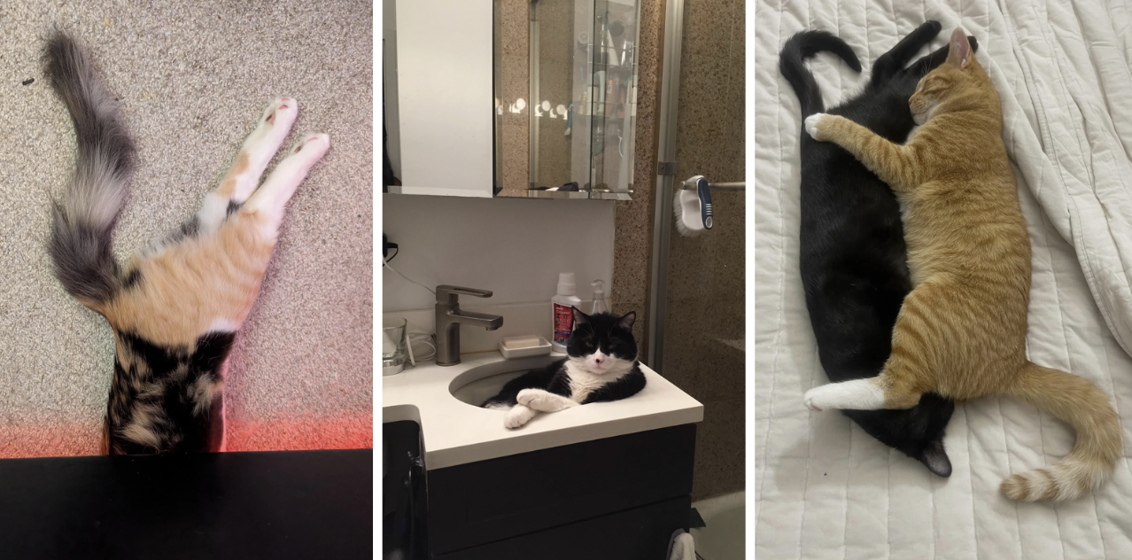 21-funny-cats-just-doing-normal-cat-things-know-your-meme