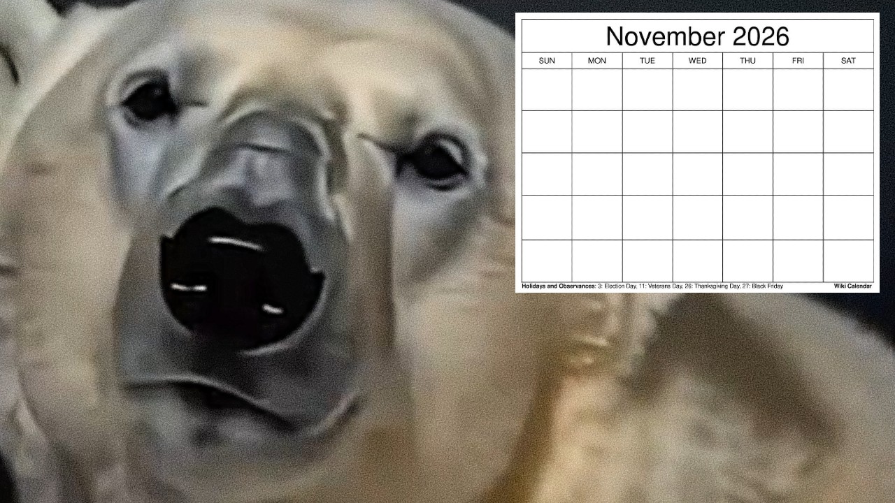 What Is The 'Remember November 2026' Meme? The Viral AI 'Polar Bear' Memes From The Future Explained