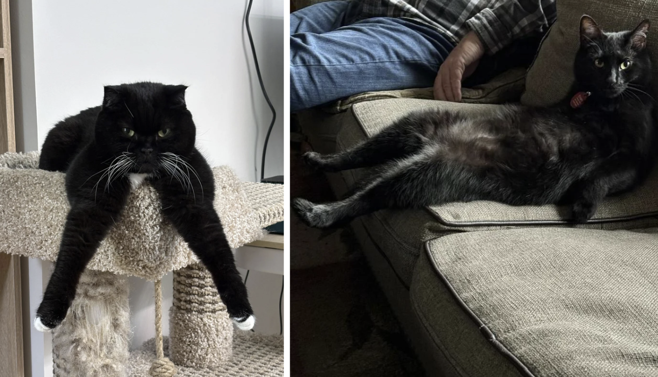 22 Weird Cats Doing Strange Little Things | Know Your Meme