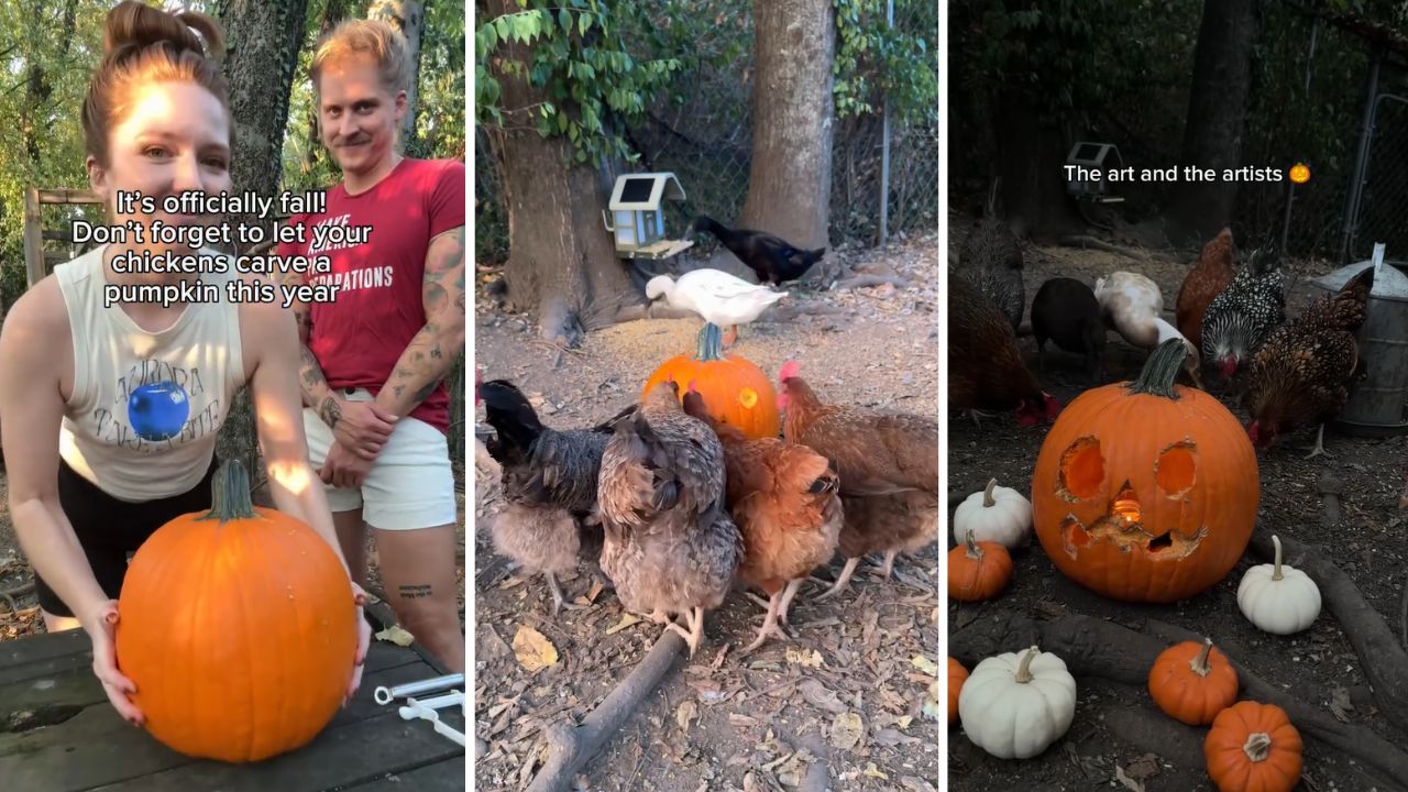 These Chickens Carved Their Own Pumpkins, And The Wholesome Video Is ...