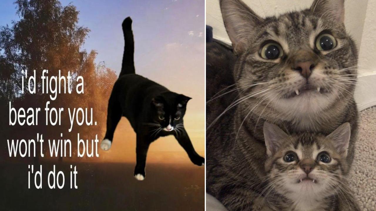 25 Adorable Cats Keeping It So Real | Know Your Meme