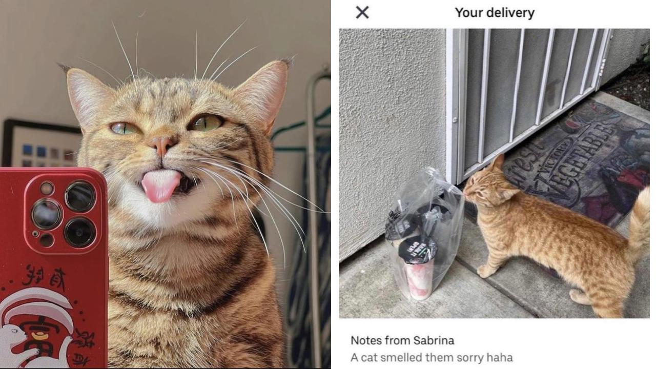 25 Cats We Can Relate To Today | Know Your Meme