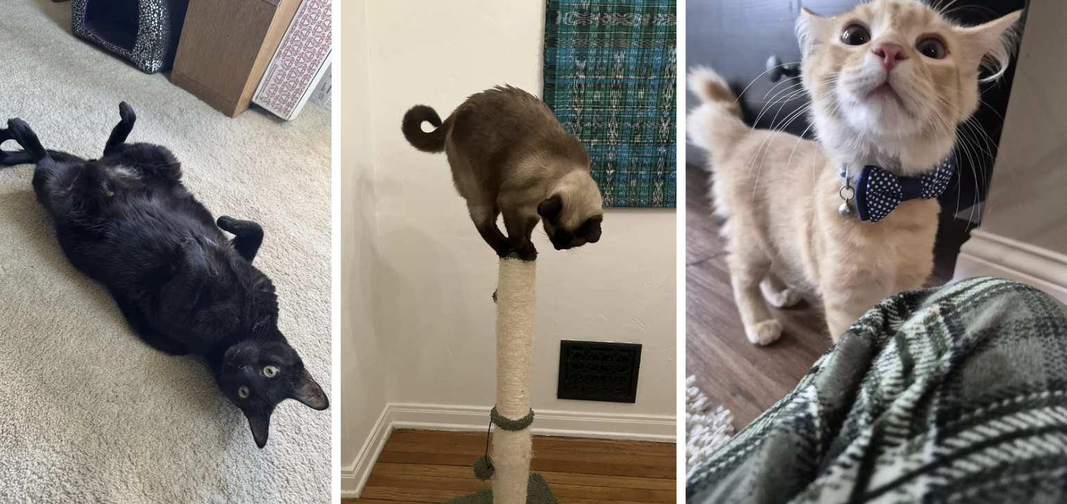 21 Funny Cats Doing Things That Nobody Can Explain | Know Your Meme