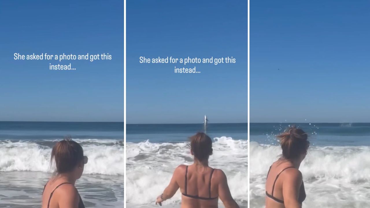 Woman's Viral Video Of Great White Shark Leaping Out Of The Water Looks ...