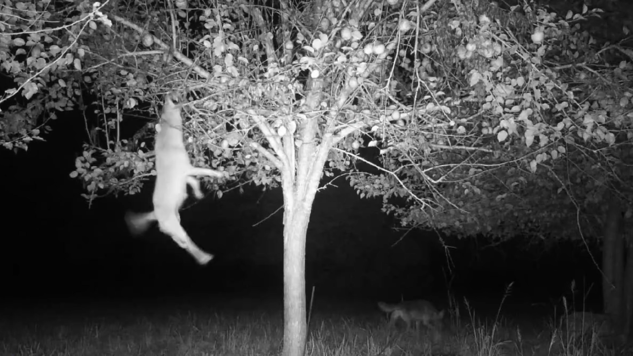 Hunter's Trail Camera Captures The Surprising Moment A Coyote Leaps Up ...