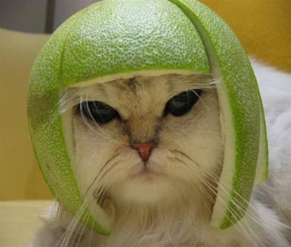 melon hat cat