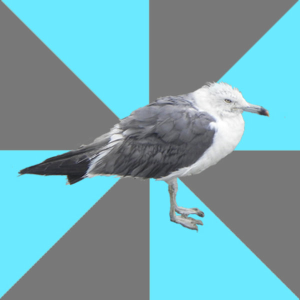 Seagulmeme