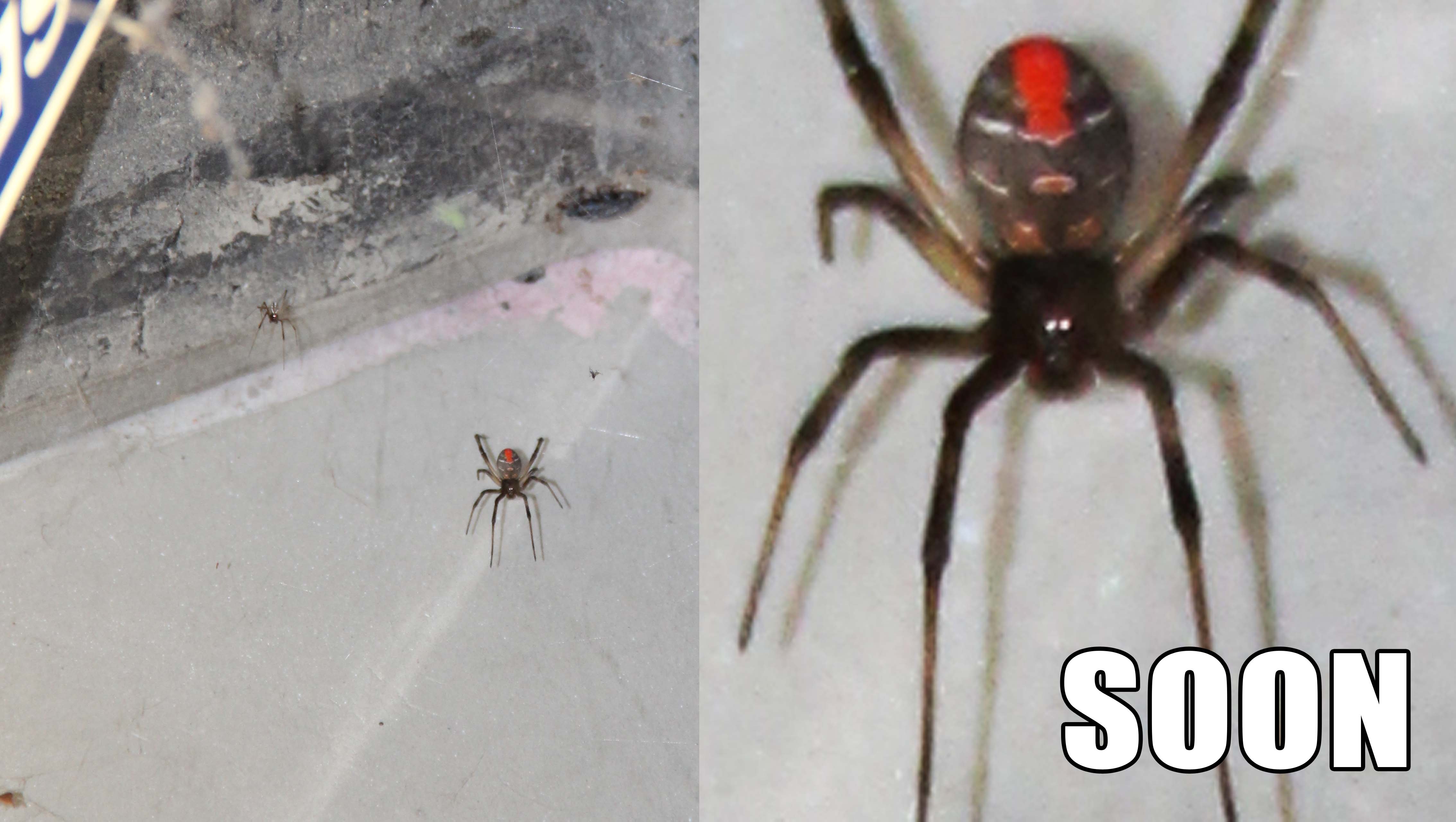 Soon_redback2