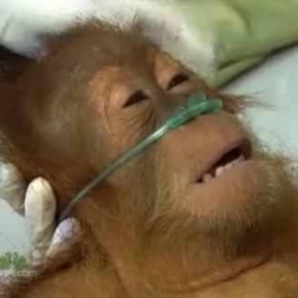 Dying orangutan meme .jpeg