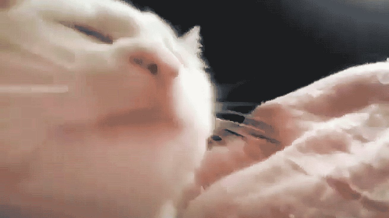 CatJAM Vibing Cat Know Your Meme