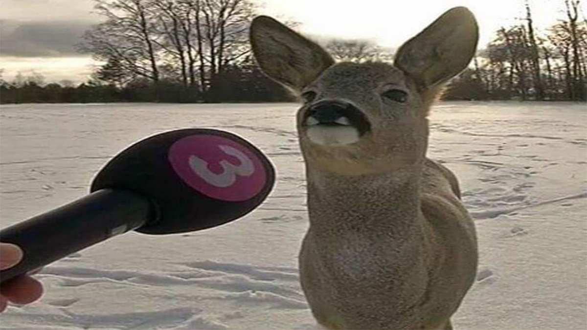 Deer Being Interviewed Canadian Deer Know Your Meme