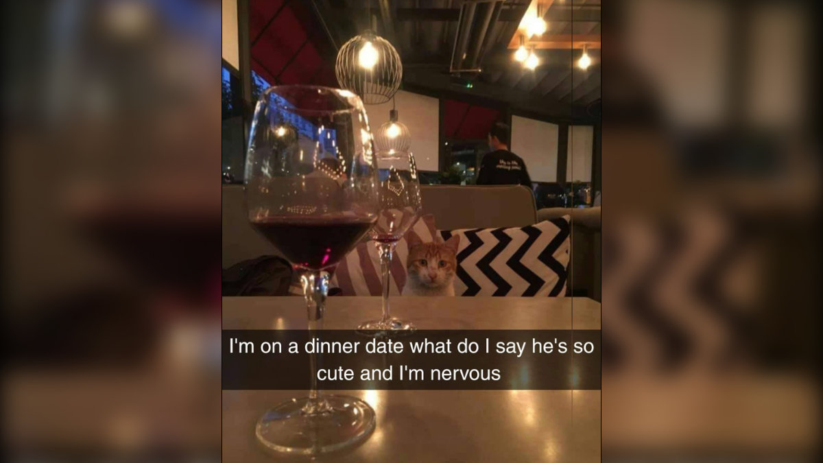 I m On A Dinner Date What Do I Say He s So Cute Know Your Meme