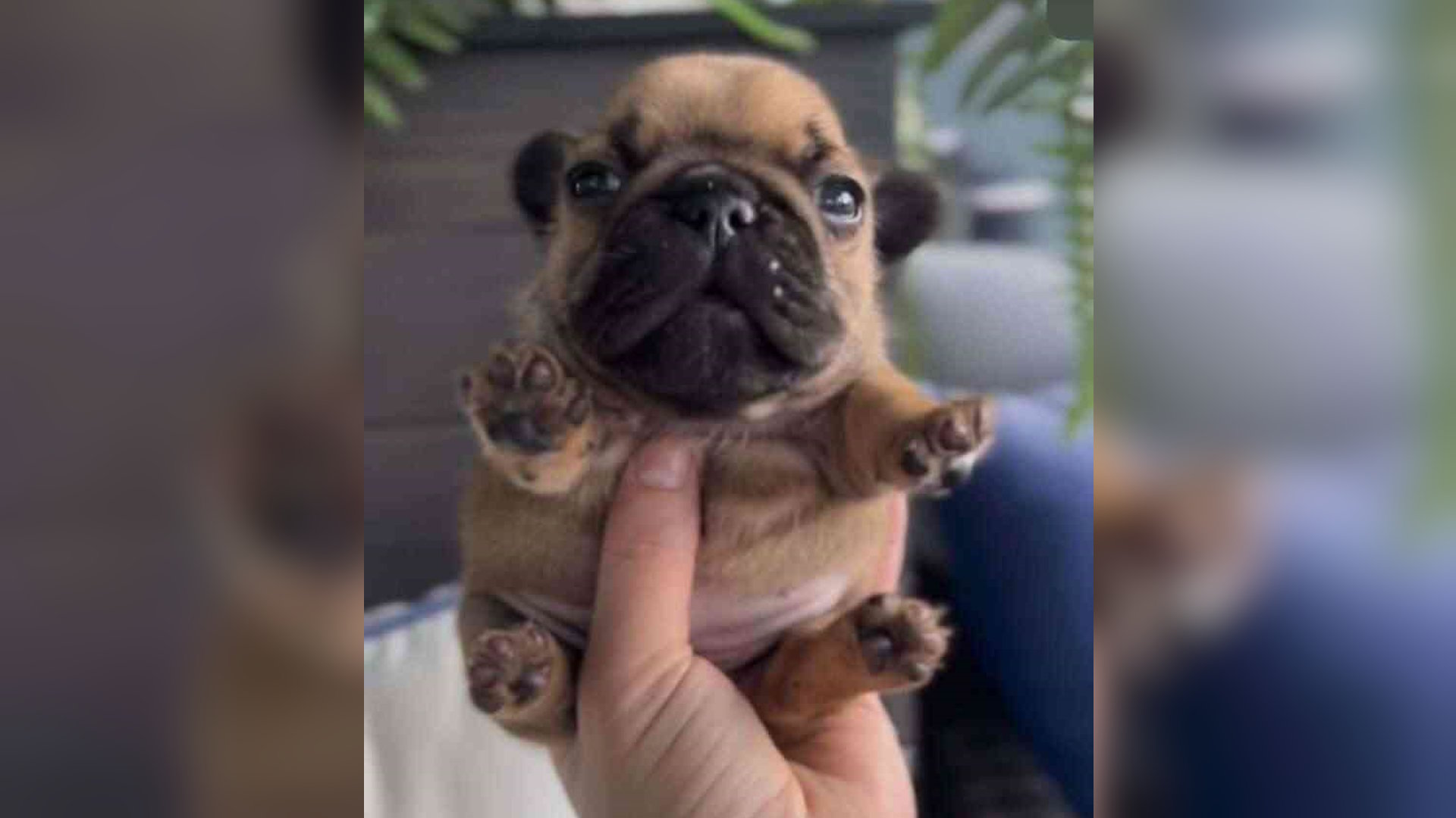 Handheld Pupper Know Your Meme