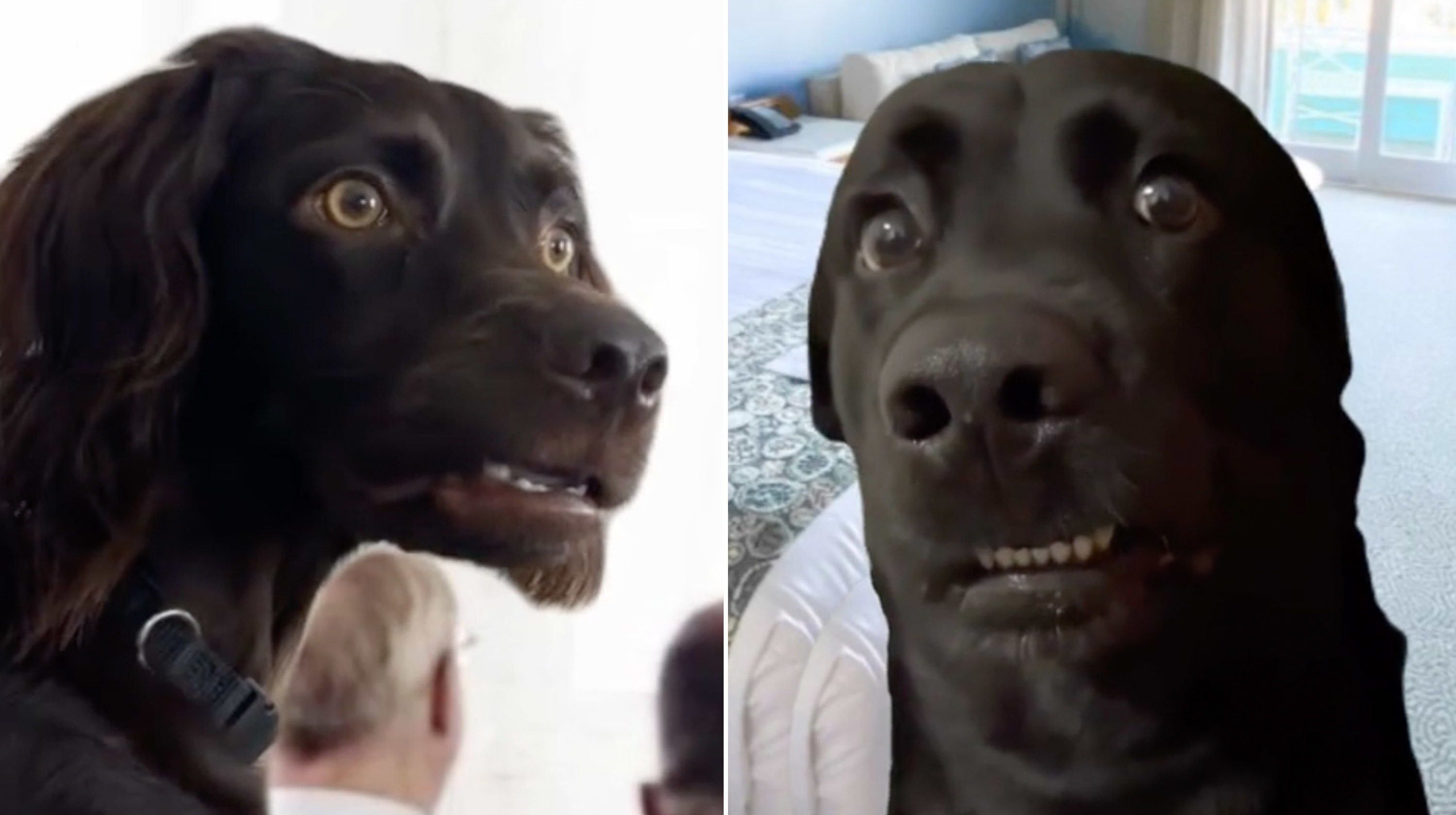 Confused Stare