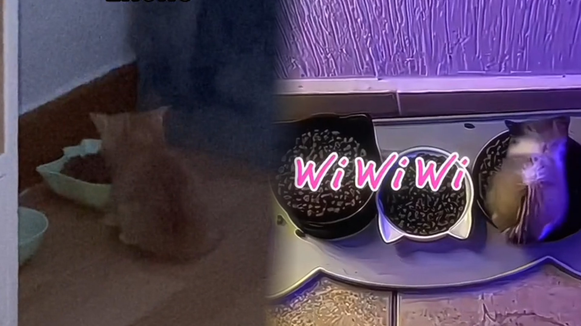 Wi Wi Wi Cat Know Your Meme