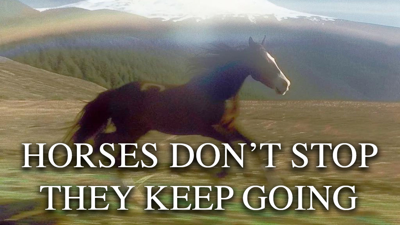 Horses