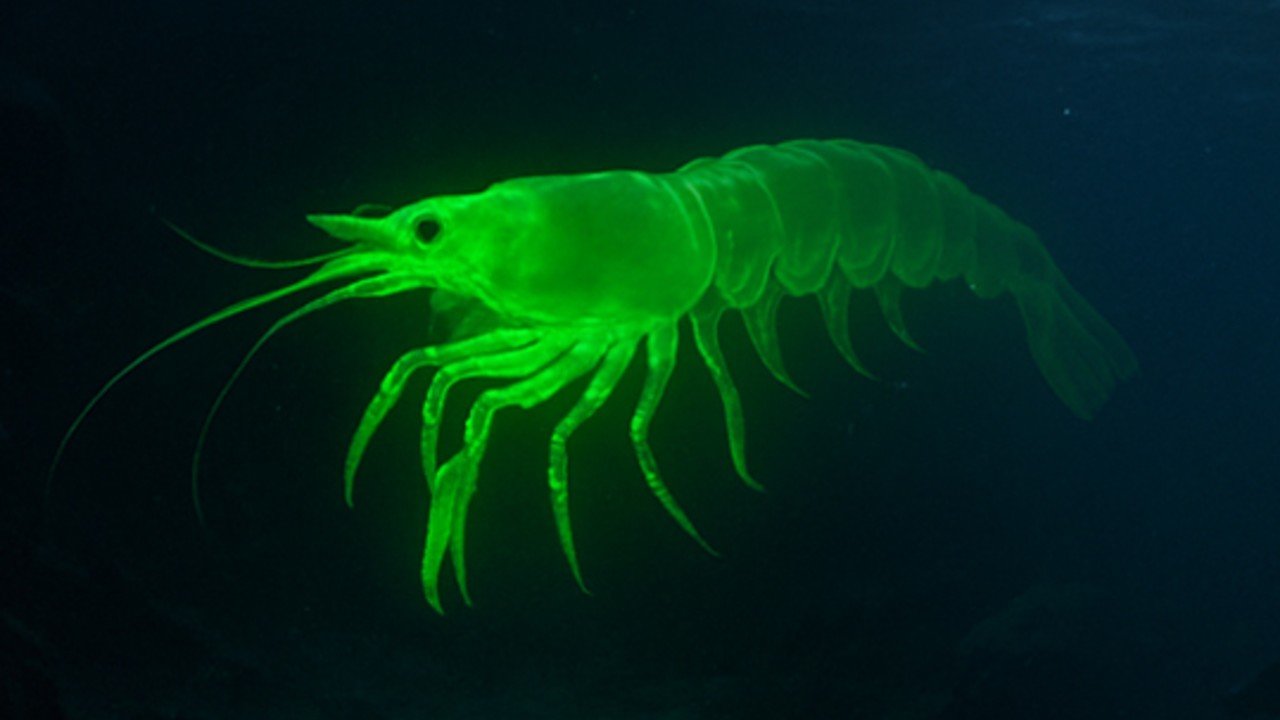 Radshrimpcover