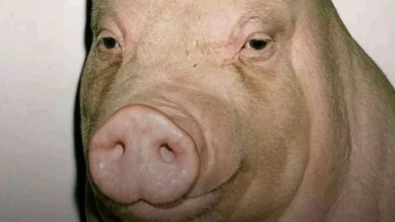 Untitled_design_20251106_143548_0000