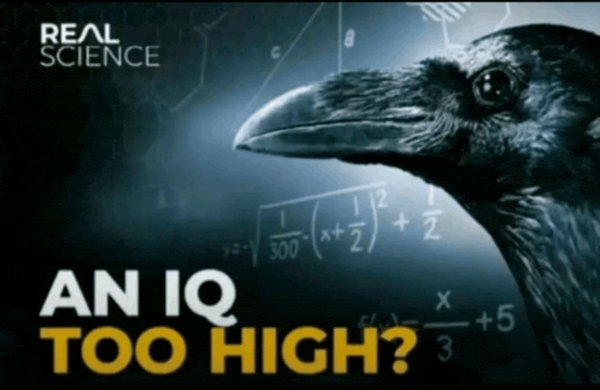 An-iq-to-high