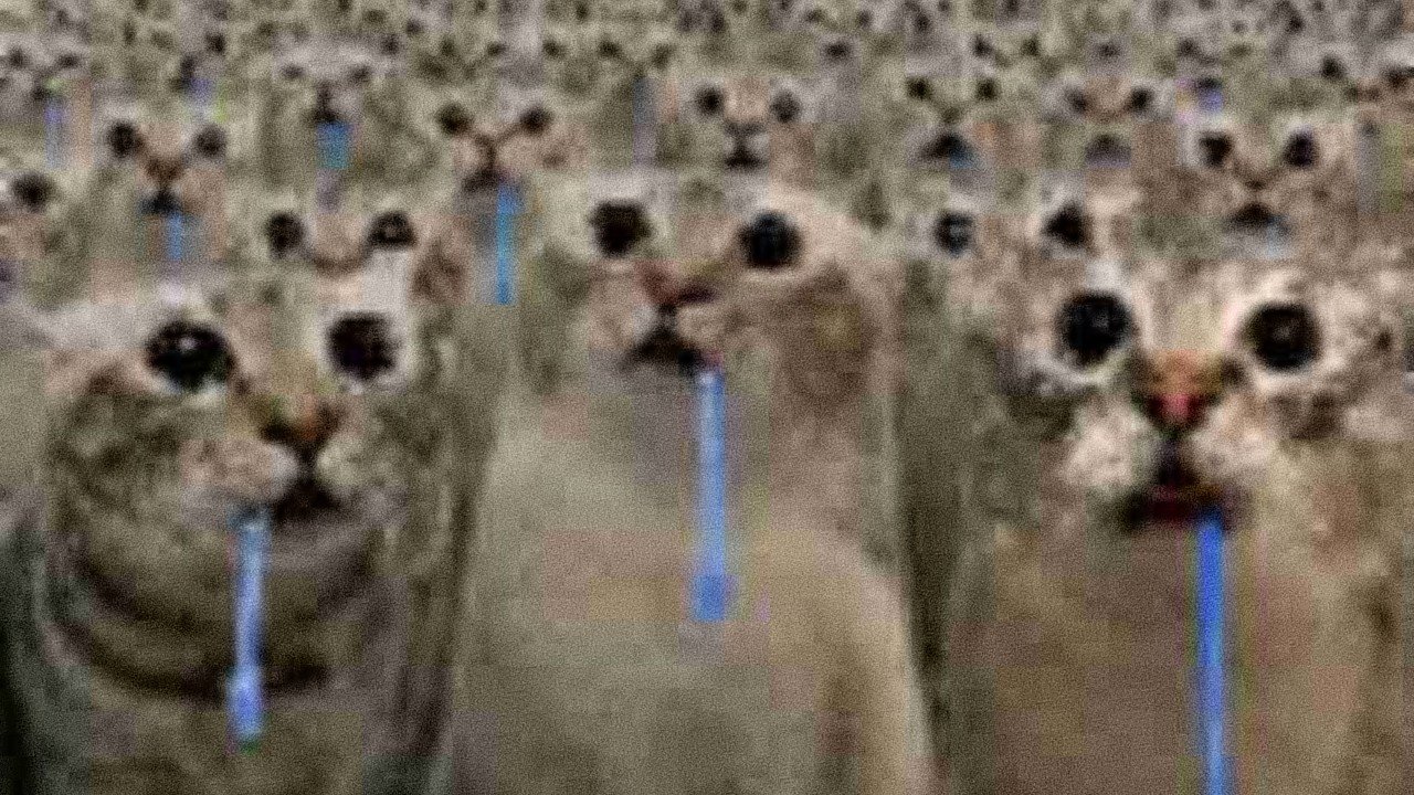 Droolingcatscover