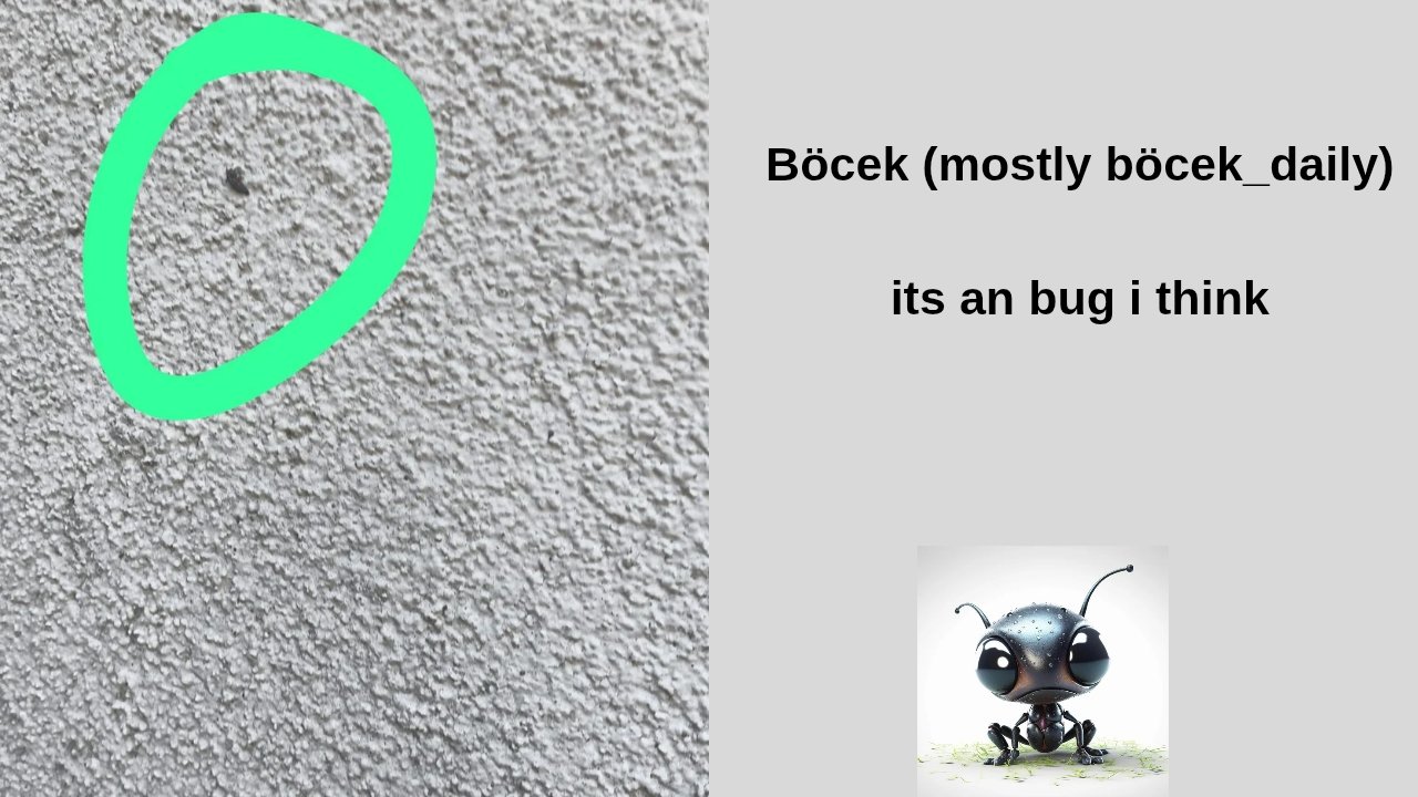 B%c3%b6cek_(mostly_b%c3%b6cek_daily)_its_an_bug_i_think_20260623_165655_0000
