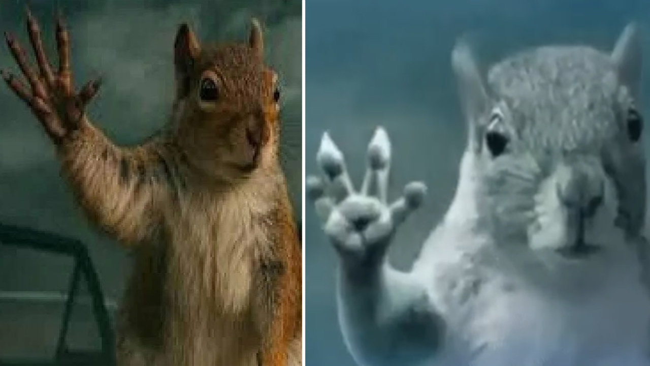Tornado_squirrel_meme_banner_image