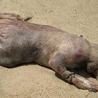 Montauk Monster