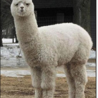 Baidu 10 Mythical Creatures (Grass Mud Horse)