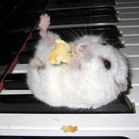 Hamster on a Piano