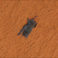Space Bat Space Bat