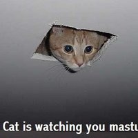 Ceiling Cat Ceiling Cat