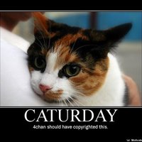 Caturday