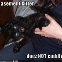 Basement Cat